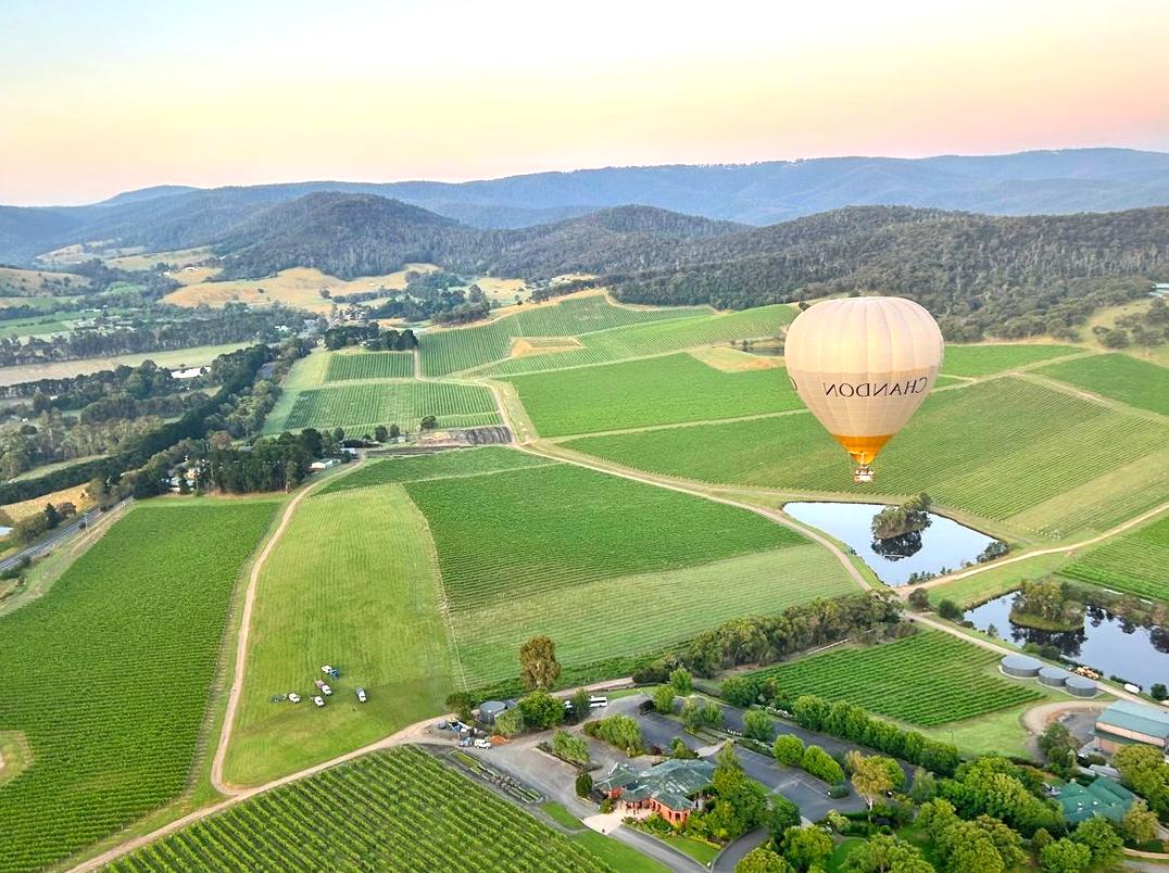 Journey Through Yarra Valley's Vineyards