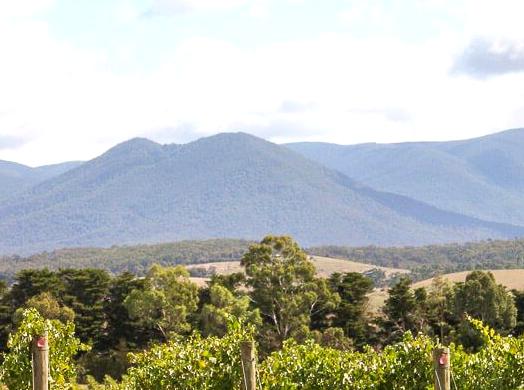 A Tour of Yarra Valley's Wine-Drenched Landscape