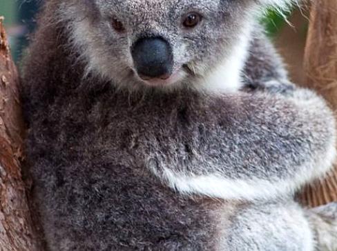 Experience the animals of Healesville Sanctuary