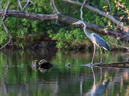 Recreational Adventures at Lilydale Lake