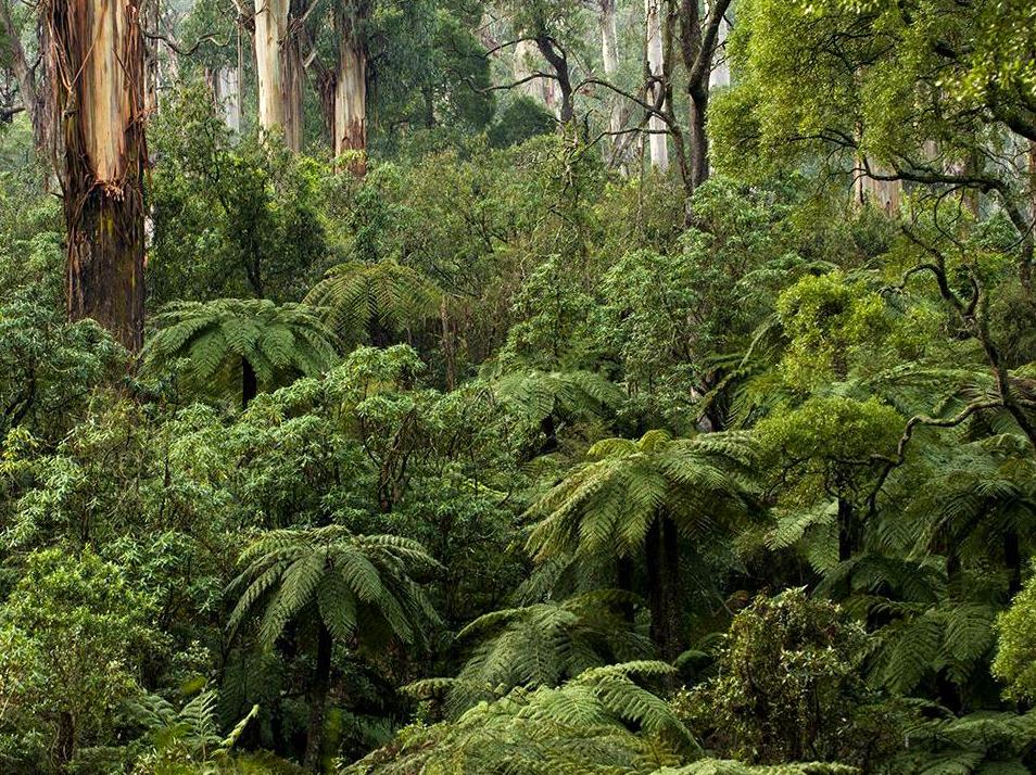 Discovering Nature in Dandenong Ranges: A Hiking Adventure