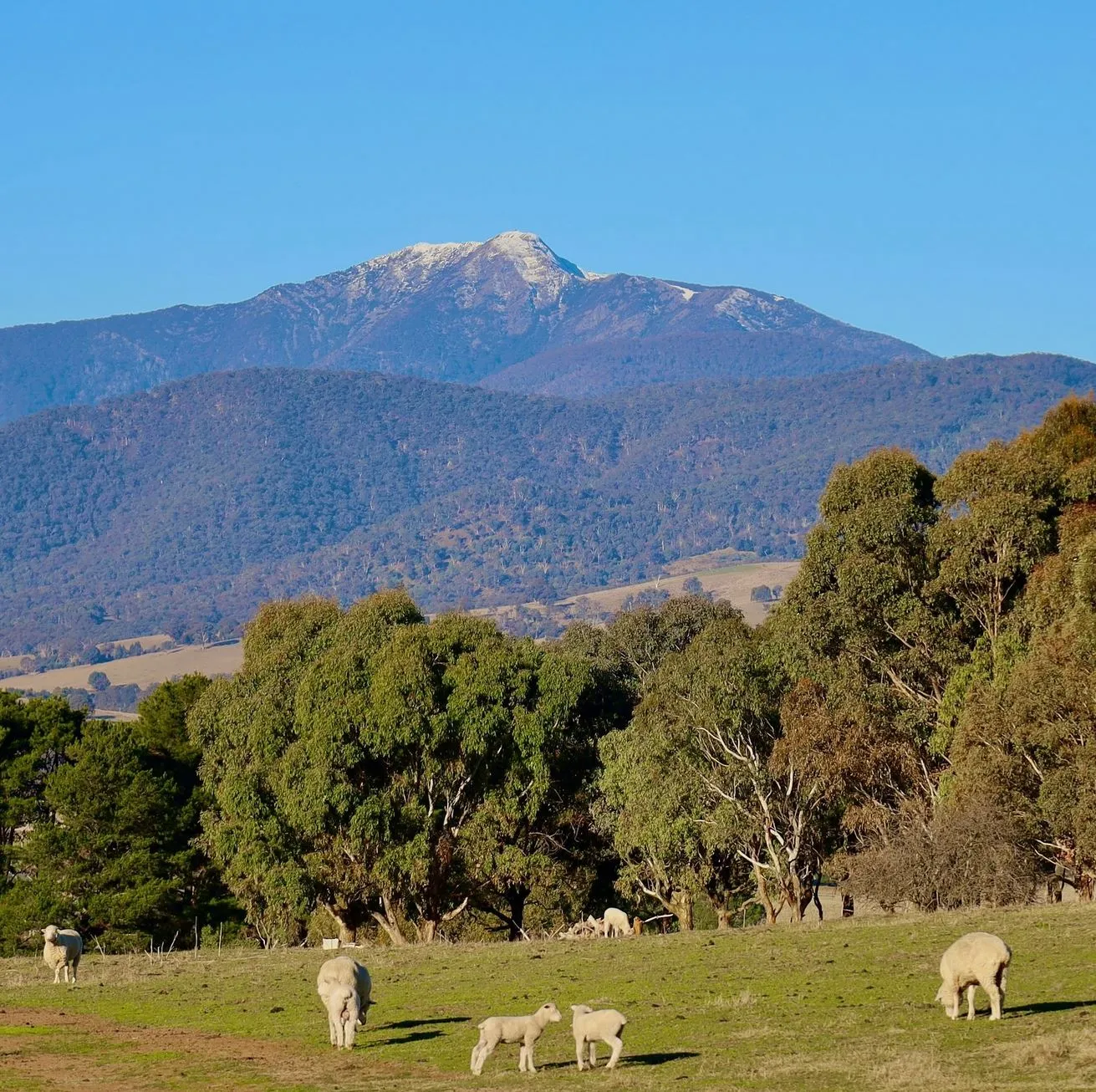 From Mansfield to Mount Buller